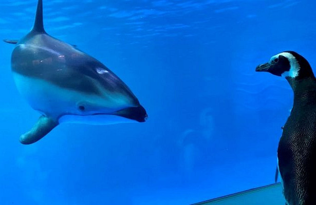 Дельфинарии и зоопарки попали в список пострадавших от Covid-19 отраслей. «Минкультуры»