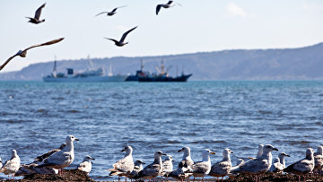 Hokkaido Shimbun (Япония): будущее «северных территорий». Абэ отменил майский визит в Россию. Из-за нового коронавируса встреча в верхах под вопросом. «МИД России»