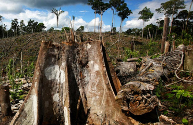 Как Бразилия разрушает земли коренных народов, поощряя незаконную деятельность. «Минюст»