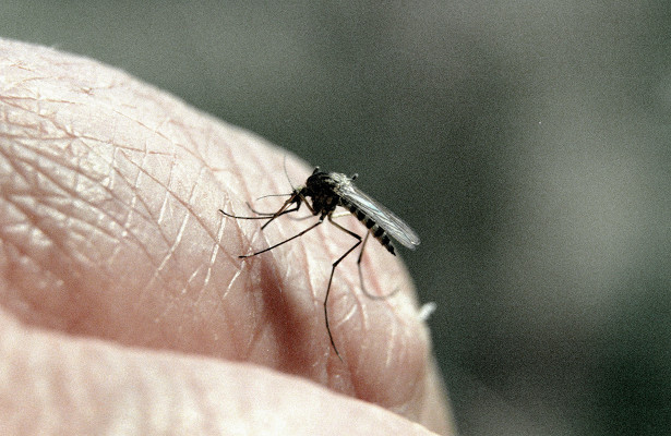 Минздрав Греции заверил, что комары не переносят коронавирус. «Минздрав»