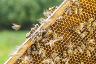 КПРФ внесла в Госдуму поправки о поддержке пчеловодства. «Госдума»