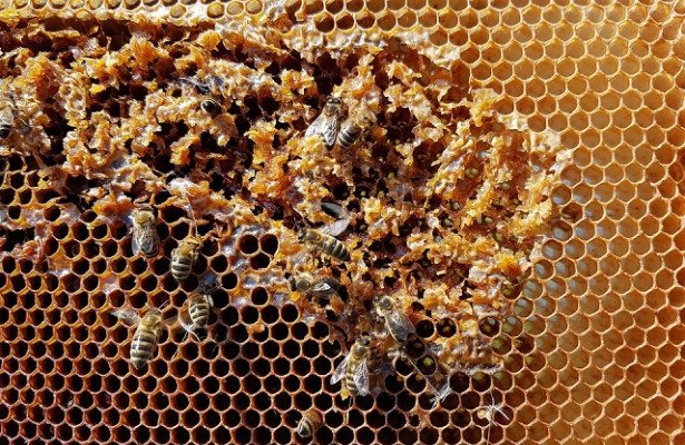 «Потравили пчёл»: из.регионов России летят тревожные вести. Снова!&nbsp «Госдума»