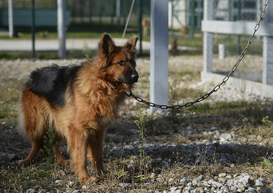 Военнослужащие ЮВО в Абхазии использовали минно-розыскных собак для очистки полигонов от взрывоопасных предметов - «Минобороны»