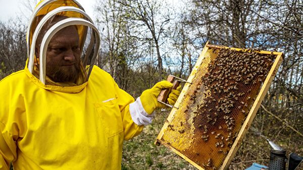 Комитет Госдумы поддержал законопроект о.пчеловодстве&nbsp «Госдума»