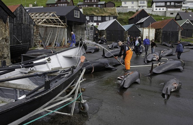На.Фарерских островах варварски забили 250.китов&nbsp «Госдума»