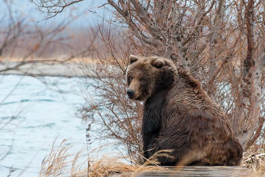 Охотники смогут регулировать численность диких зверей&nbsp «Совет Федерации»