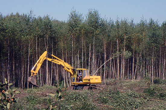 Регионам предлагают дать право контролировать использование древесины для.госнужд&nbsp «Госдума»