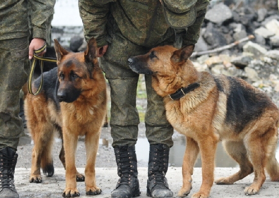 В конкурсе «Верный друг» лучшими стали военнослужащие-кинологи ВВО - «Минобороны»