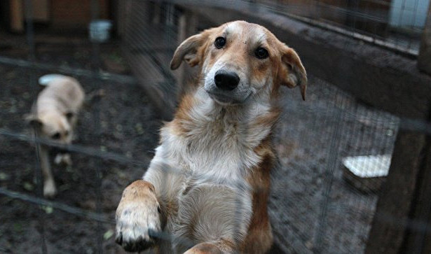 Daily Mail: В.КНДР запретили держать домашних собак&nbsp «Госдума»