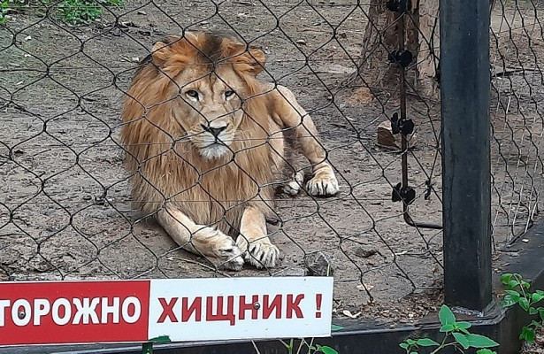 В.хабаровском зоосаде побывала внеплановая проверка&nbsp «Минкультуры»